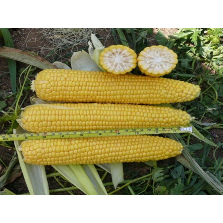 Добрыня F1 (Dobrynja F1) — семена кукурузы, LARK SEEDS