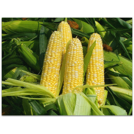 Свитстар F1 (Sweetstar F1) — семена кукурузы, SYNGENTA