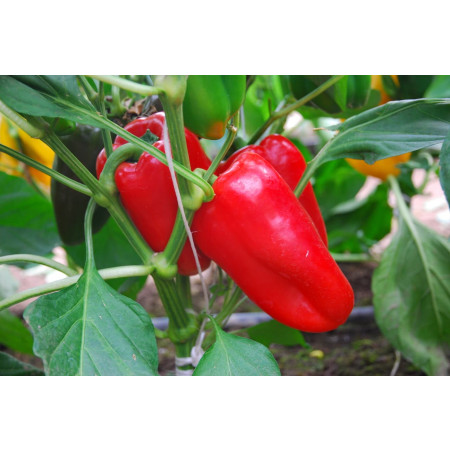 ТРИРОССА F1 (TRIROSSO F1) - семена переца сладкого, Rijk Zwaan (Pepper/Перец)