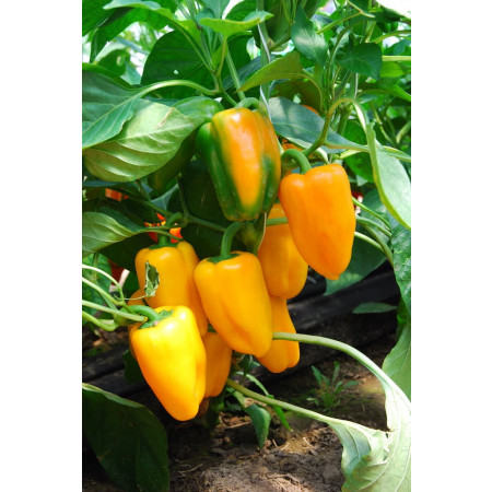 ТРИЭЛЛО F1 (TRIYELLO F1) - семена переца сладкого, Rijk Zwaan (Pepper/Перец)