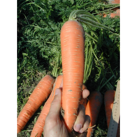 семена моркови Каротан Rijk Zwaan