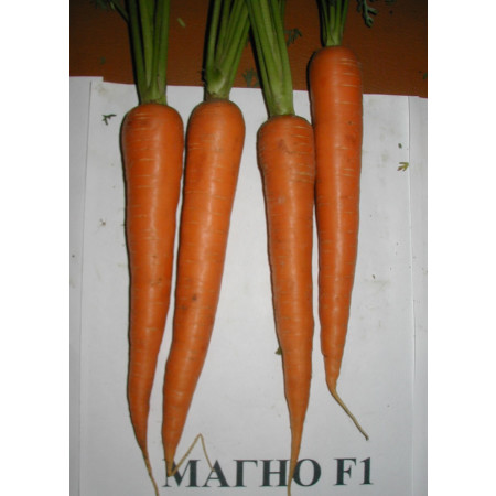 семена моркови Магно  F1 Rijk Zwaan