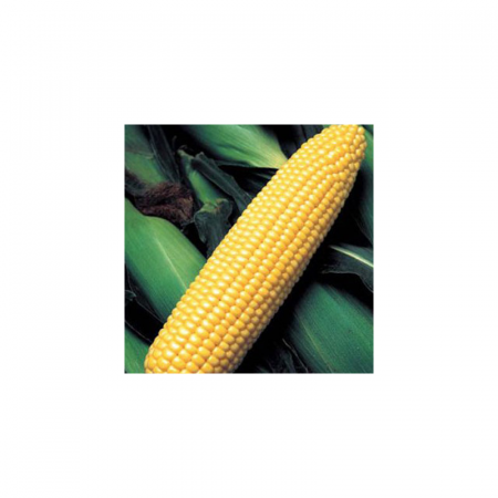 Свит Наггет F1 — семена кукурузы, Agri Saaten