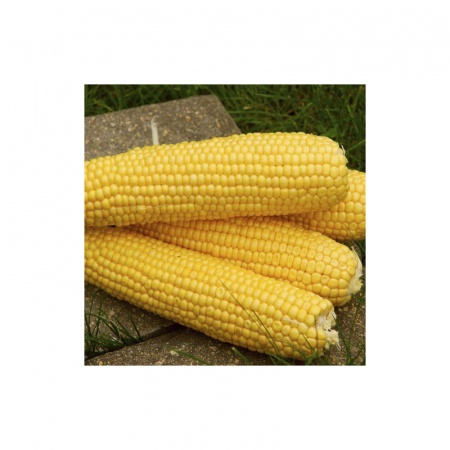 Трофи F1 (Trophy F1) — семена кукурузы, SEMINIS