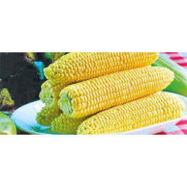 ГСС 1453 F1 (GSS 1453 F1) — семена кукурузы, SYNGENTA