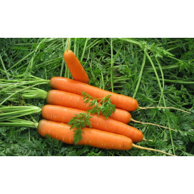 Ройал Форто (Royal Forto) — семена моркови, SEMINIS