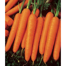 Карболли F1 (Carbolli F1) — семена моркови, SEMINIS
