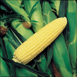 Оверленд F1 (Overland F1) — семена кукурузы, SYNGENTA