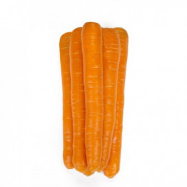 МОРЕЛИЯ F1 (MORELIA F1) - семена моркови, Rijk Zwaan