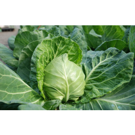Ортус F1 (Ortus F1) - семена капусты, Takii Seeds