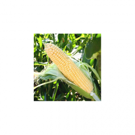Санрайз F1 — семена кукурузы, Agri Saaten