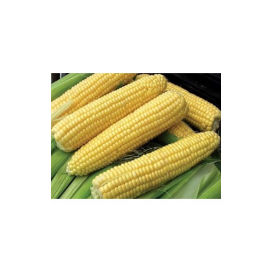 Сириус F1 — семена кукурузы, Agri Saaten